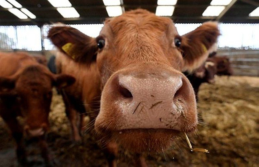 Madhya Pradesh, Madhya Pradesh news, NSA, National Security Act, cow slaughter, Congress government, MP police, Police, accused for cow slaughter, गौ-हत्या, राष्ट्रीय सुरक्षा कानून, गौ-हत्या आरोपी, एनएसए, कांग्रेस सरकार