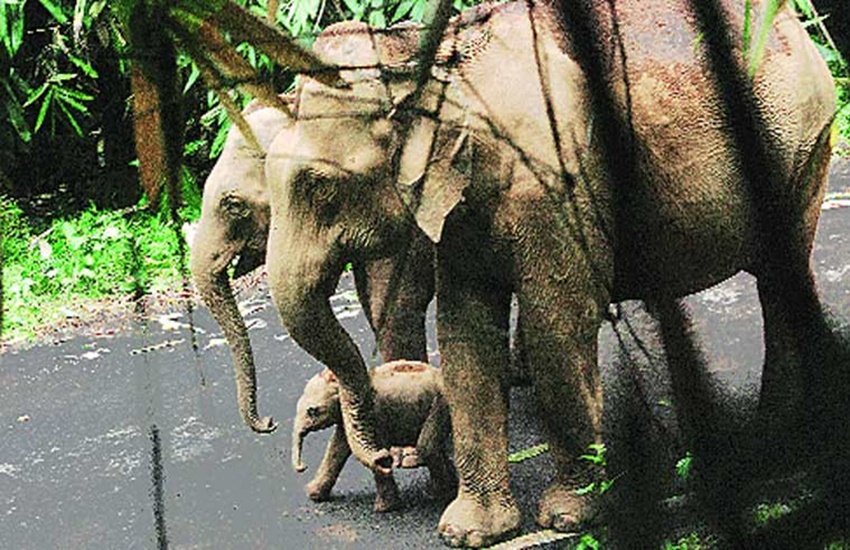पश्चिम बंगाल के जंगल में हाथियों का झुंड
प्रतीकात्मक फोटोः इंडियन एक्सप्रेस 