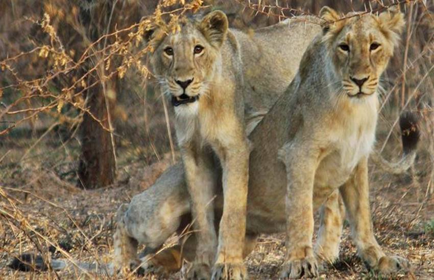 गुजरात के बब्बर शेर को मध्यप्रदेश लाना चाहते हैं कमलनाथ 