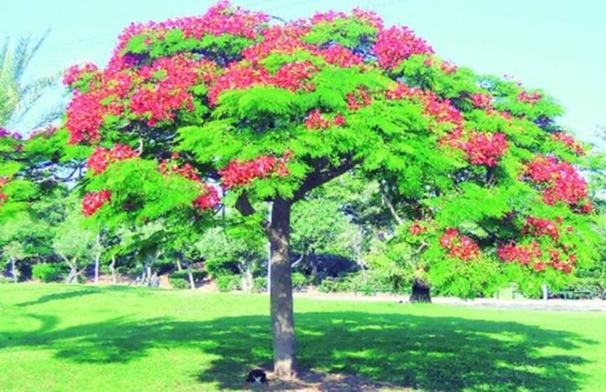 प्रतीकात्मक फोटो 