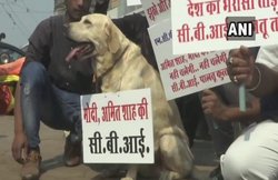 MP: ममता के समर्थन में आई NCP, कुत्ते के गले में तख्ती डालकर लिखा- मोदी और शाह की CBI