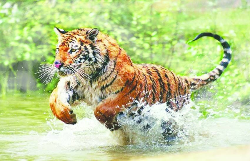 प्रतीकात्मक फोटो (फाइल) प्रतीकात्मक फोटो (फाइल)