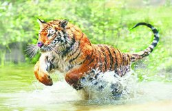 आदमखोर बाघों की धरती