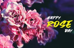 Happy Rose Day 2019 Wishes Images, Quotes: खूबसूरत शायरी, कोट्स, मैसेज और इमेज के साथ करें “हैप्पी रोज डे” विश