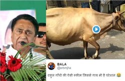 मध्य प्रदेश की कमलनाथ सरकार देगी पशु हांकने की ट्रेनिंग! सोशल मीडिया पर जमकर उड़ा मजाक