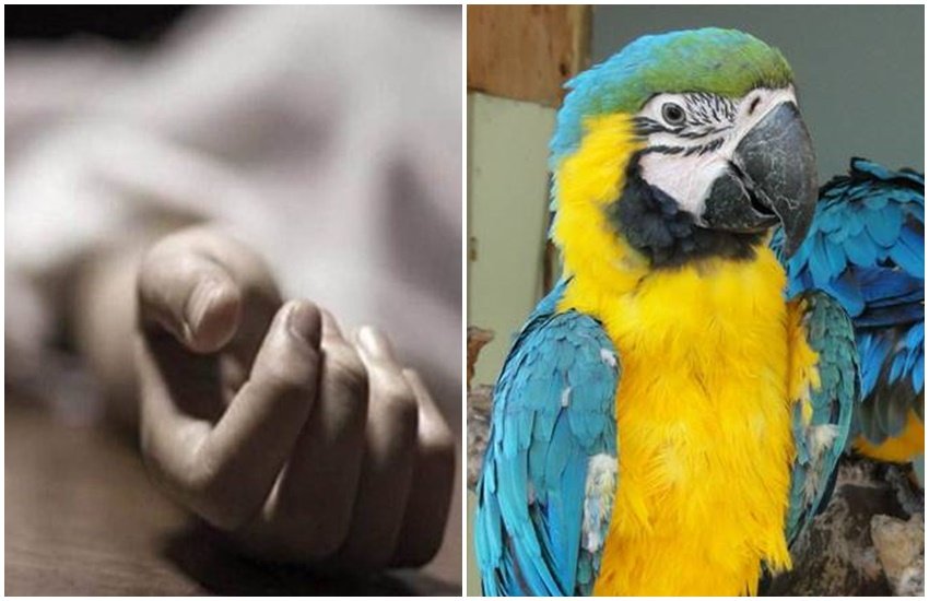 MURDER, CRIME, CRIME NEWS, PARROT