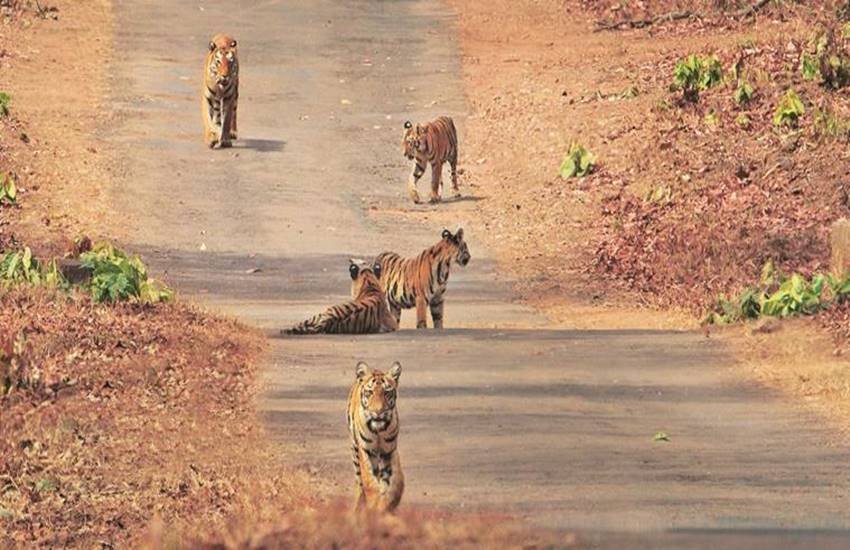 Madhya Pradesh tiger reserve