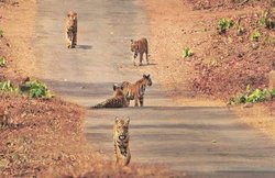कान्हा टाइगर रिजर्वः दूसरे बाघ को मारकर खा रहा था 8 साल का बाघ, इलाके को लेकर हुई थी लड़ाई!