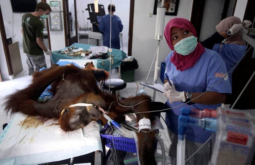 Indonesia Orangutan
