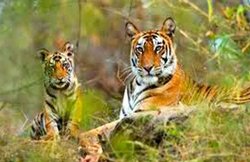 पति-पत्नी पर हमला करने आए दो खूंखार बाघों को कुत्ते ने किया कन्फ्यूज, यूं बची जान