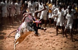bull attack