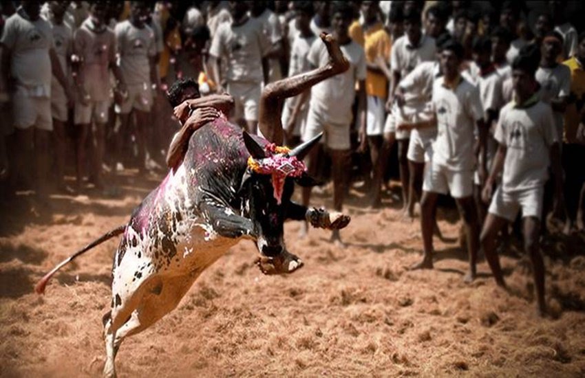 bull attack