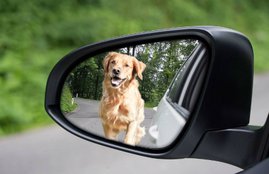 Why Dog Chase Cars, Why Dog Chase vehicles, reason behind Dog Chase Cars, Dog Chase Cars fact