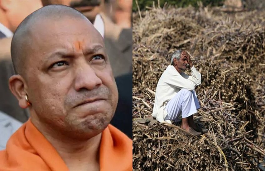 cm yogi cm yogi