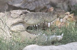 crocodile