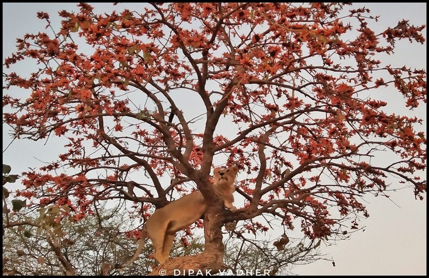 गिर के जंगलों में पेड़ पर चढ़ा शेर। (Photo: Dipak Vadher) गिर के जंगलों में पेड़ पर चढ़ा शेर। (Photo: Dipak Vadher)