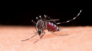 Mosquito Bite, Death, Insurance, ‘Personal Accident’, Republic of Mozambique, Supreme Court, Judgment, Debhashis Bhattacharjee, Organ Failure, Encephalitis Malaria, Mosquito Bite, Mozambique, International News, Hindi News