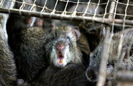 rat
