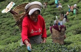 tea garden