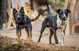 dOGS