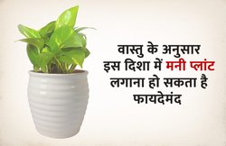 जानिए वास्तु के अनुसार मनी प्लांट लगाने की क्या है सही दिशा