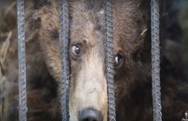 ussia, popular zelenaya camp site, Blagoveshchensk, russian far eas, Camper arm ripped, bears attack, azab ghazab news, international news,