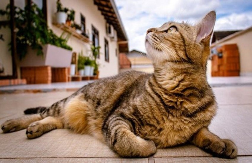 cat, poision