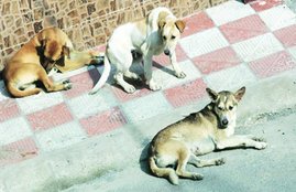 dogs