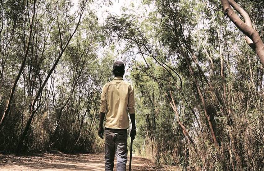 forest fire forest fire