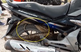 python in bike video, python curled up honda unicorn, python found in bike video, python curled up motorcycle, python video, amazing python video