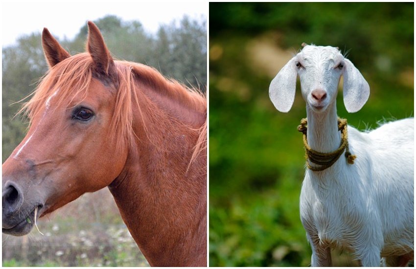 horse, goat, dog