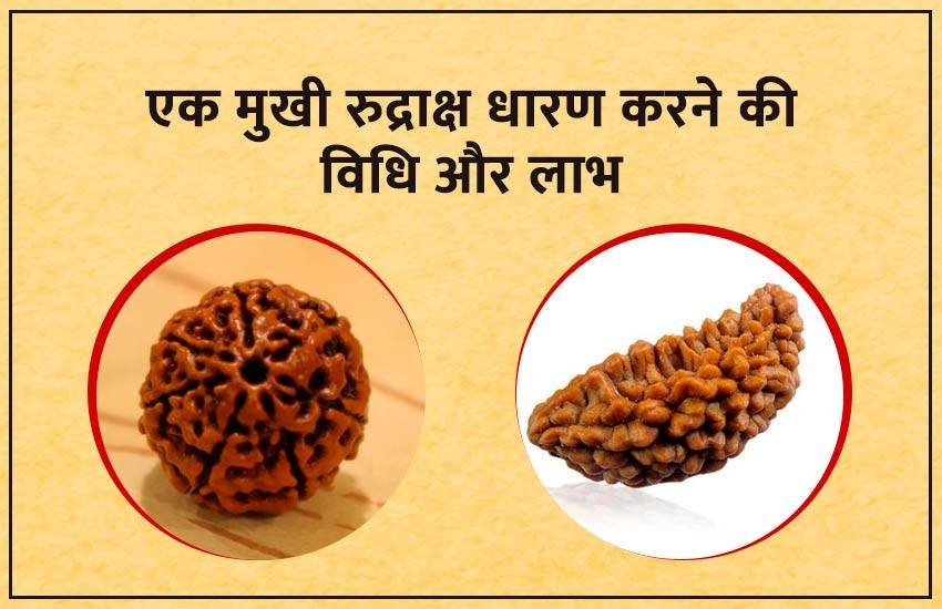 एक मुखी रुद्राक्ष। 