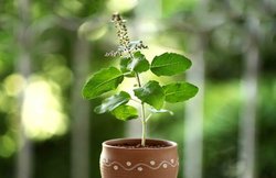 Tulsi का ऐसा इस्तेमाल फूड पॉइजनिंग और पाचन संबंधित समस्याओं को कर सकता है दूर