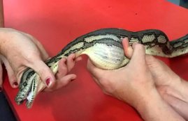 Snake Bite Case