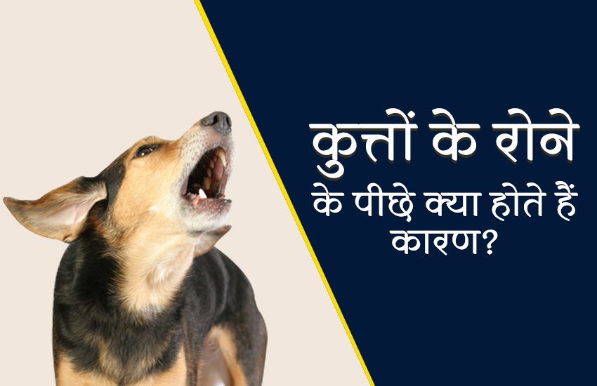 dogs crying, reason behind dog crying, why dog crying at night, scientific reason about dog crying, religious reason about dogs crying, is dogs crying is bad, why dog crying is bad, dog cry at night, dog crying reason,