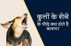 क्यों रात में रोते हैं कुत्ते? जानिए इसके वैज्ञानिक और धार्मिक कारण