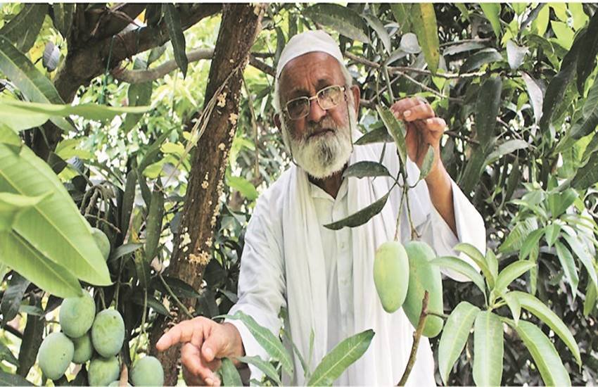 मलिहाबाद के आम उत्पादक पद्मश्री हाजी कलीमुल्ला आम के बगीचे में आम को दिखाते हुए। देश भर में दशहरी आमों के लिए लखनऊ का मलिहाबाद क्षेत्र मशहूर है।