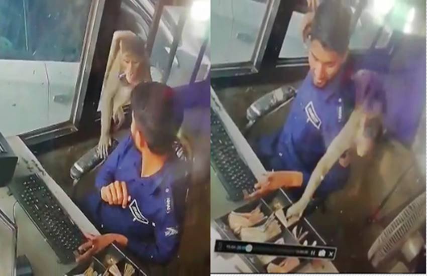 टोल प्लाजा केबिन में रुपए चुराने घुसा बंदर, फोटो सोर्स- स्थानीय