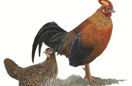 Rooster 2
