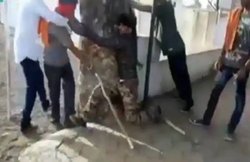 बीफ के शक में पिटाई: महिला कांग्रेस नेता ने मोदी सरकार को लपेटा, टि्वटर यूजर्स ने पूछा- वहां किसकी सरकार?