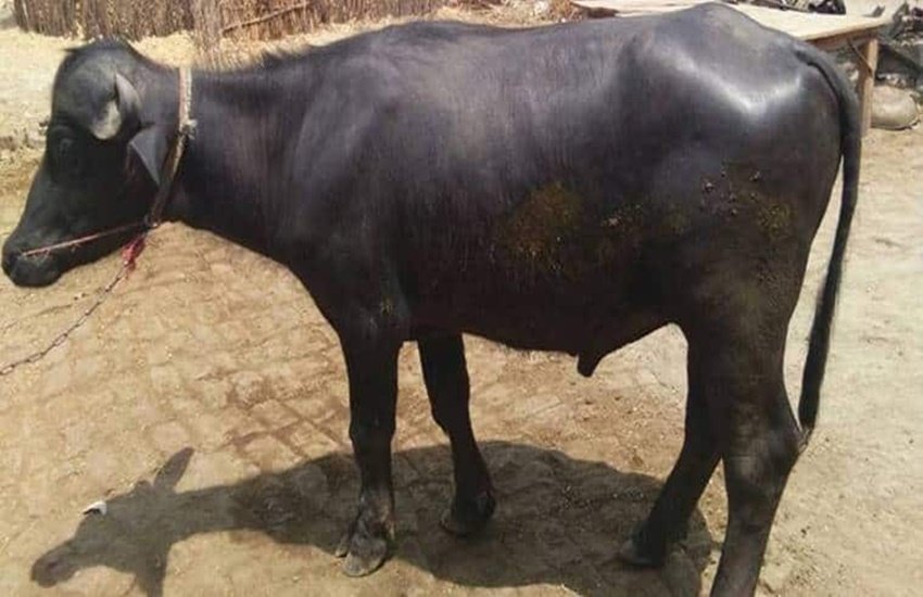 भैंस का दूध (Source: Express photo)