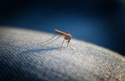 सबसे ज्यादा बच्चों को होता है डेंगू का खतरा, जानिए क्या है बचाव और उपचार के तरीके