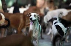 पत्नी को काट लिया, नाराज पति ने कुत्ते को पीट-पीट कर मार डाला