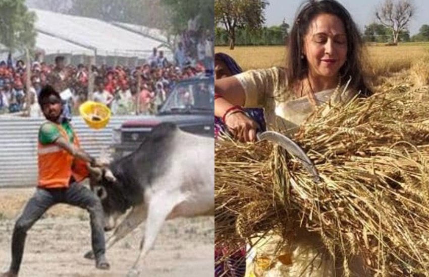 2019 के लोकसभा चुनाव के छह चरणों का मतदान हो चुका है। 19 मई को चुनाव के आखिरी चरण के लिए मतदान होगा। चुनाव प्रचार को लेकर तमाम राजनीतिक पार्टियों के उम्मीदवारों ने अपनी तरफ से कोई कसर नहीं छोड़ी। इस चुनावी माहौल में उनके कई रैलियों की तस्वीरें भी सोशल मीडिया पर काफी शेयर की गईं। चुनाव प्रचार के दौरान ही मथुरा से बीजेपी उम्मीदवार रहीं हेमा मालिनी का खेतों में काटती हुई फसल की तस्वीर किसे याद नहीं होगी। तो सनी देओल को पार्टी समर्थकों द्वारा हैंडपंप गिफ्ट करने की तस्वीर भी काफी वायरल हुई थी। इसी कड़ी में सपा उम्मीदवार डिंपल यादव के समर्थन में गठबंधन की रैली के दौरान मायावती और अखिलेश दोनों नेताओं के सभा के बीच में एक सांड के उत्पात मचाने से लेकर राहुल गांधी का हेलीकॉप्टर ठीक करने सहित डुप्लीकेट योगी से अखिलेश यादव का बात करना। ये वैसी तस्वीरें रहीं जिनकी चर्चा मीडिया से लेकर सोशल मीडिया तक में खूब रही। ( सभी तस्वीर-सोशल मीडिया से)