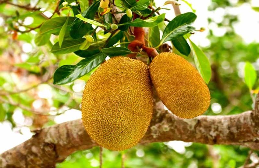 कटहल (Source: Dreamstime)