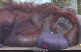 orangutan
