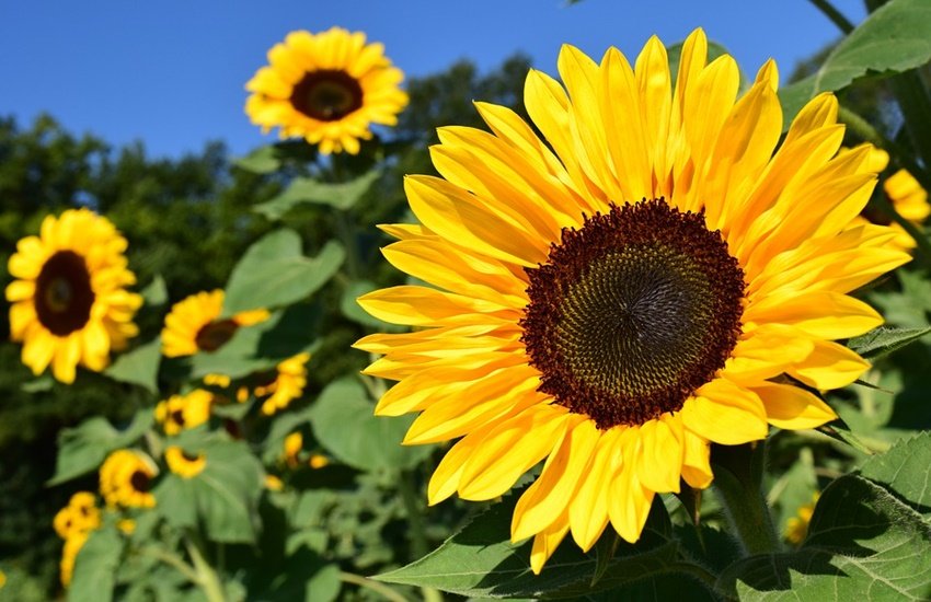 colors importance, yellow color, yellow color importance, importance of colors in life, lord vishnu color, significance of yellow color,