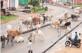 Stray Cattle 2
