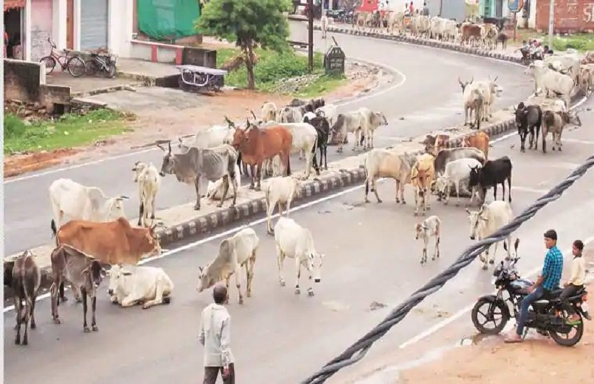 Stray Cattle 2