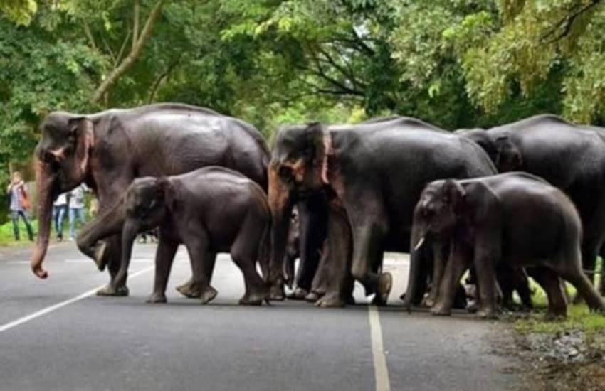गमगीन हाथियों ने अपने बच्चे की अंतिम यात्रा निकाली। (Photo: Video Grab/Twitter@ParveenKaswan)